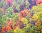 Utah-Logan Pass with Aspen and Maples in Fall Color Art Print